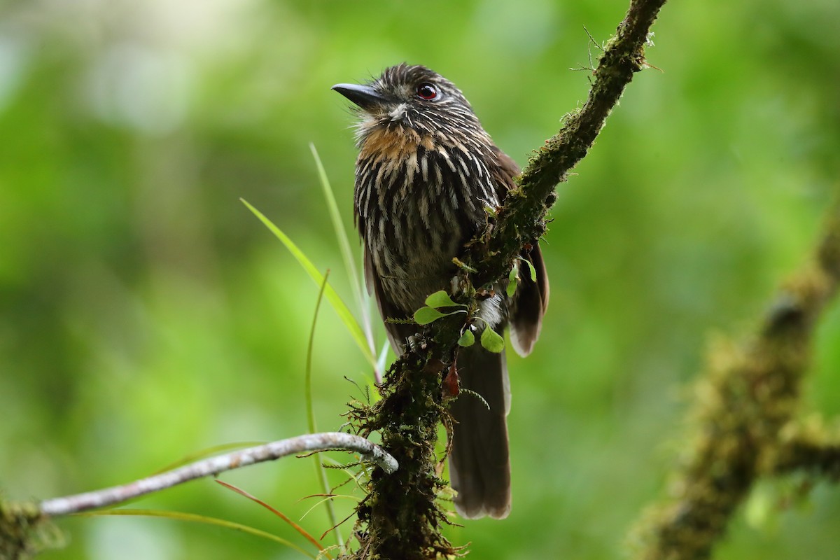 Black-streaked Puffbird - Josef Widmer