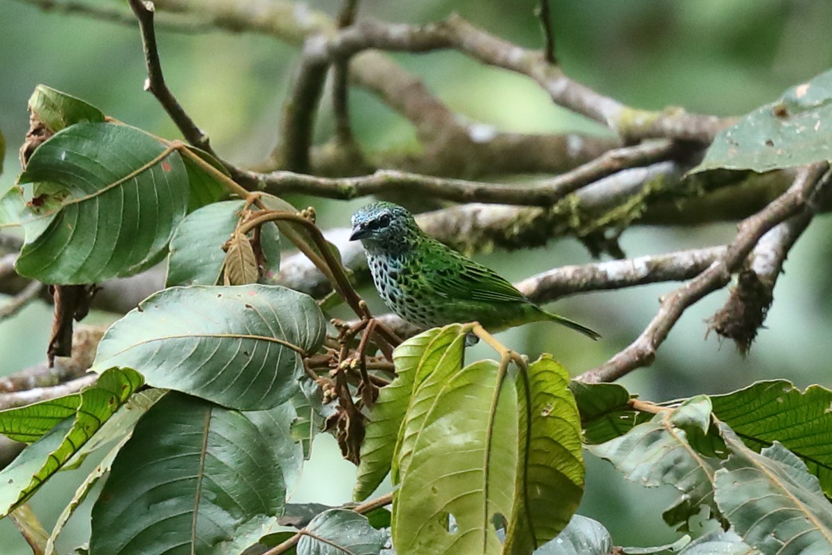 Spotted Tanager - ML616322074