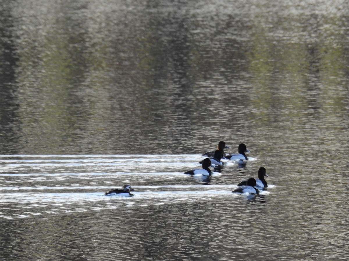 Greater/Lesser Scaup - ML616322203
