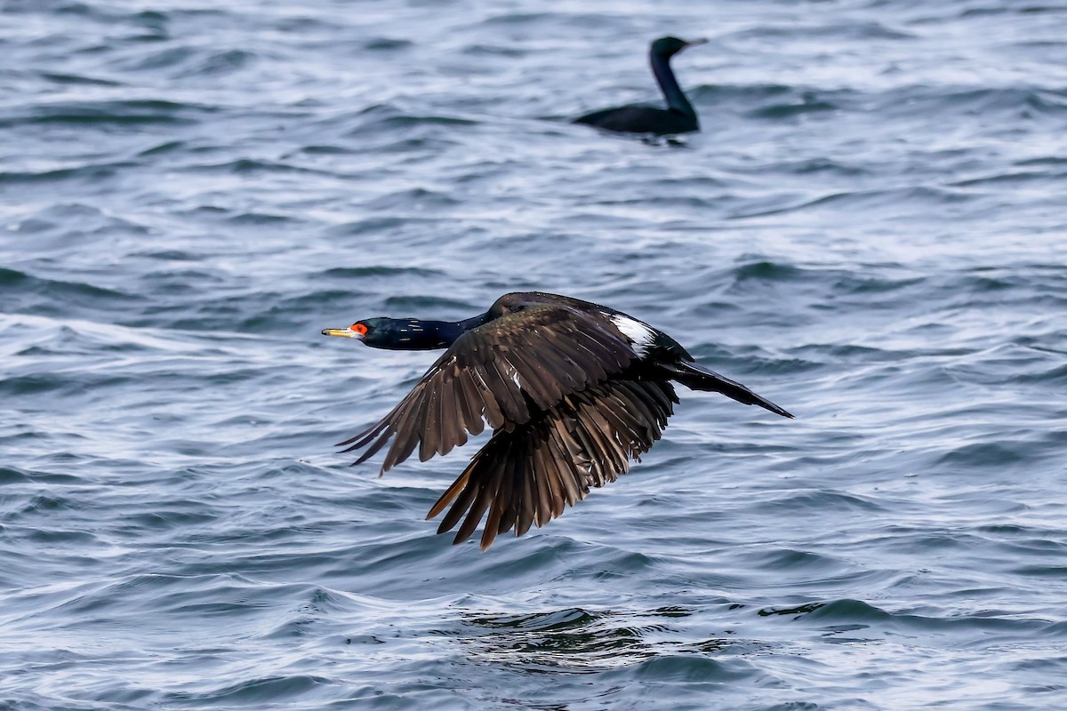 Red-faced Cormorant - ML616322205
