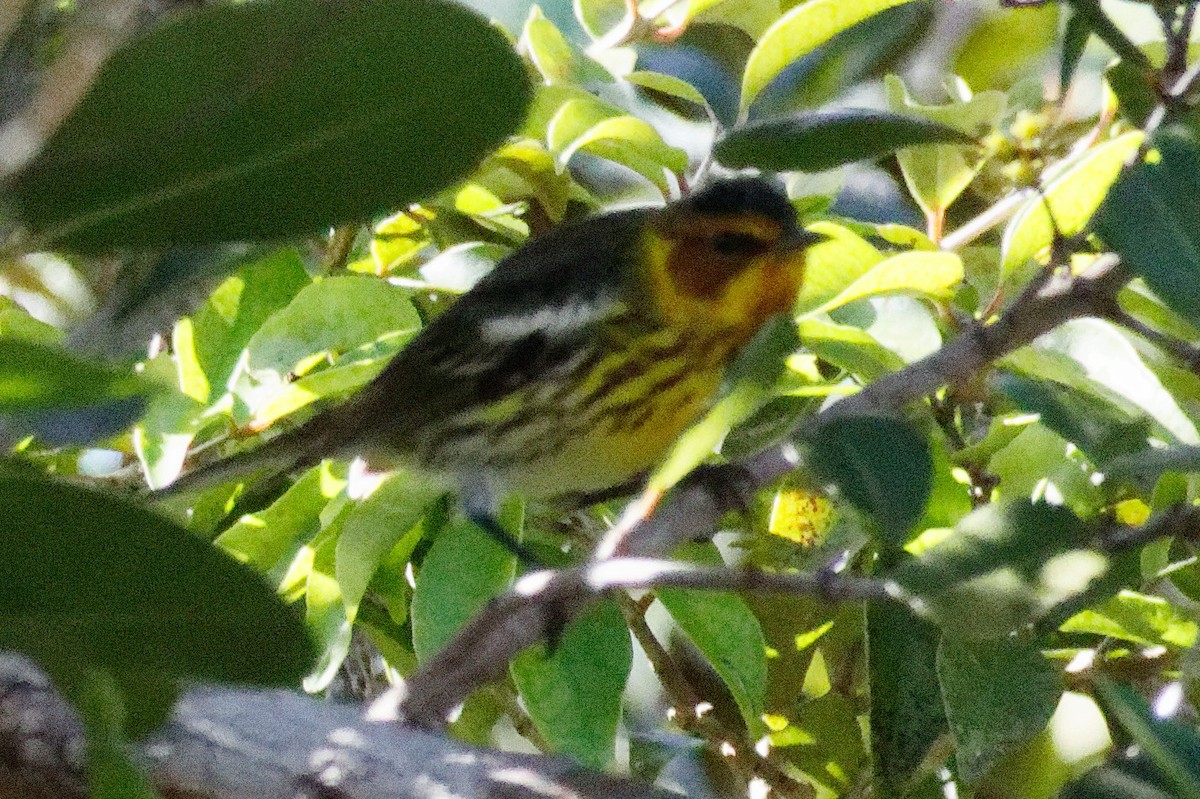 Cape May Warbler - ML616322312