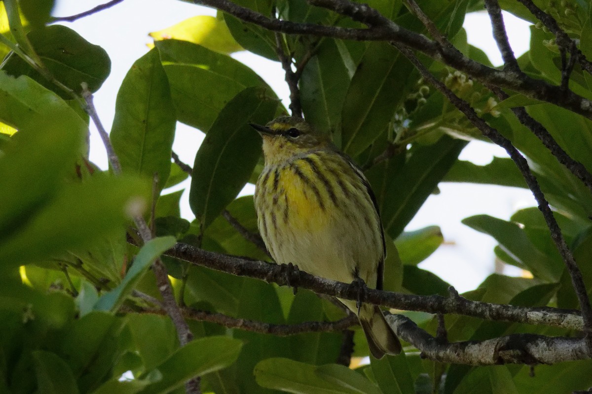 Cape May Warbler - ML616322313