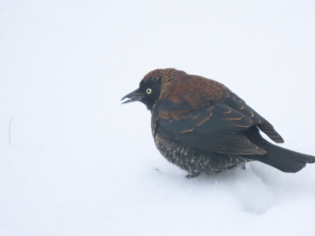 eBird Checklist - 22 Mar 2024 - Valley View Yard - 17 species