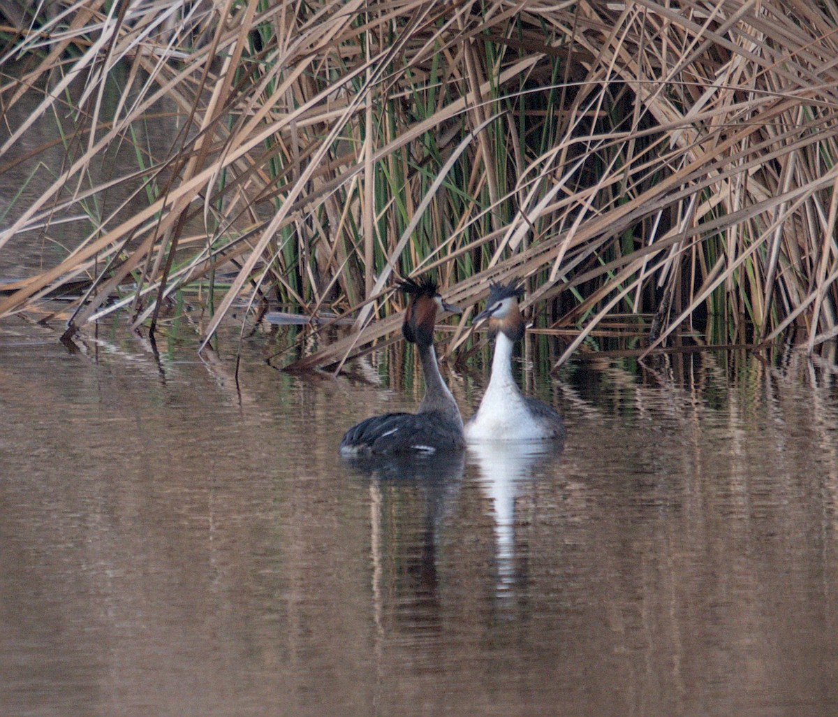 Great Crested Grebe - ML616322479