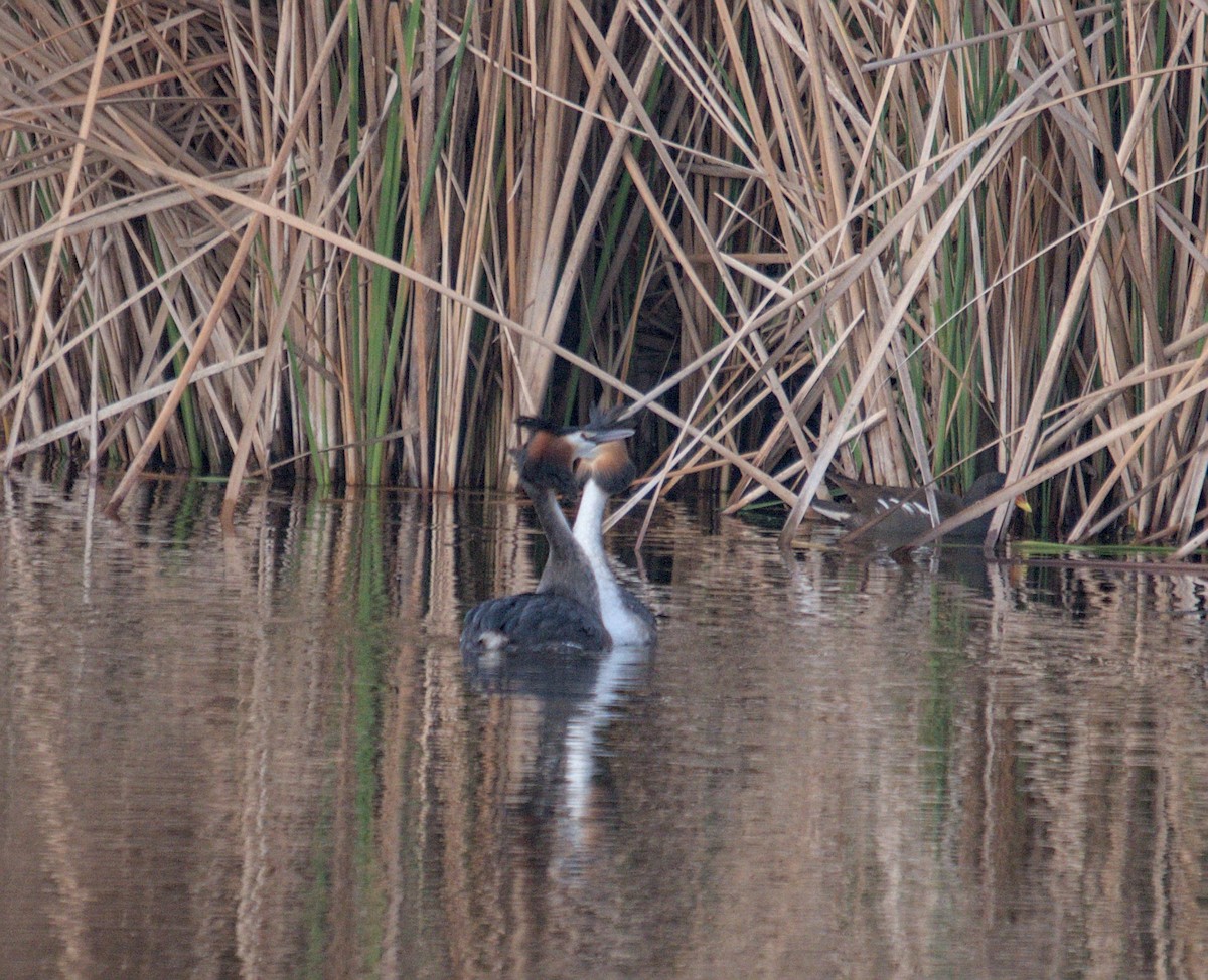 Great Crested Grebe - ML616322480