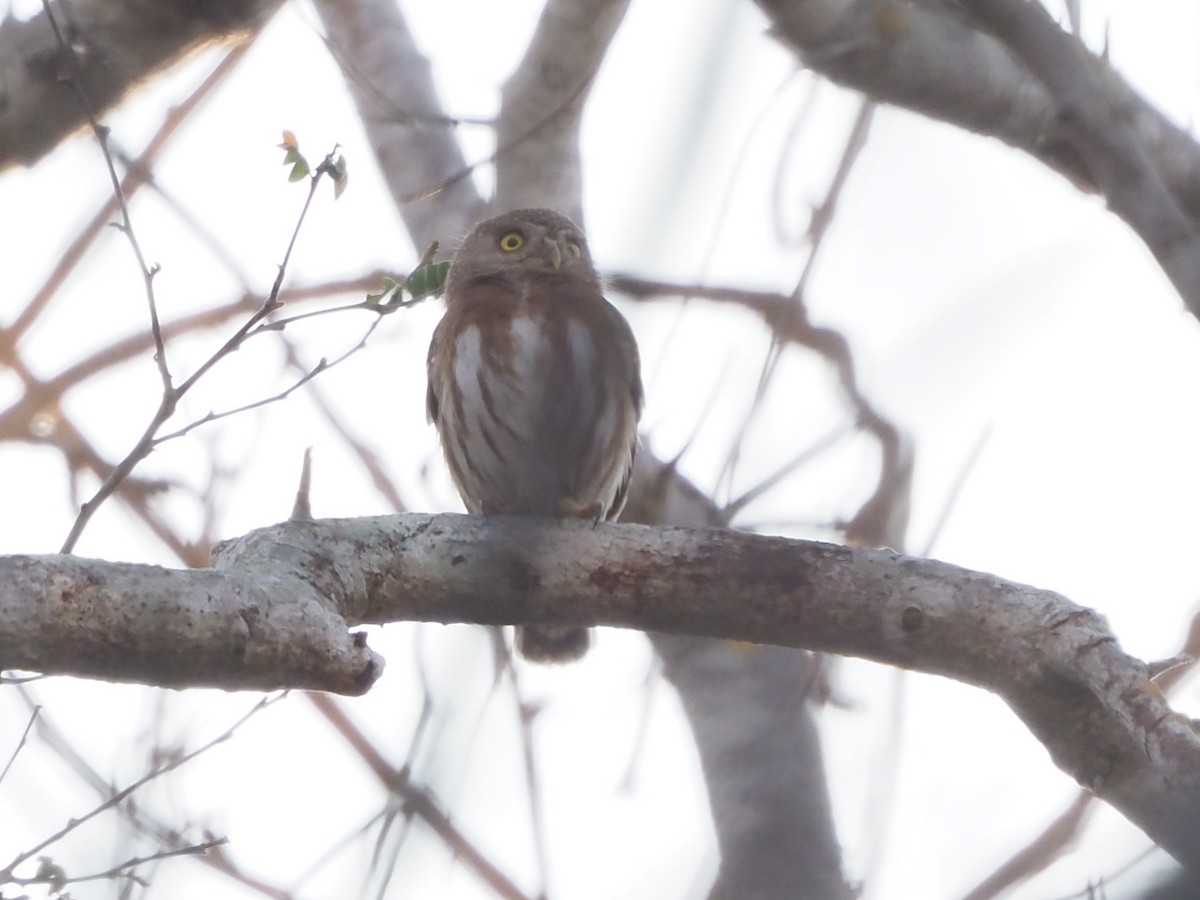 Colima Pygmy-Owl - ML616322517