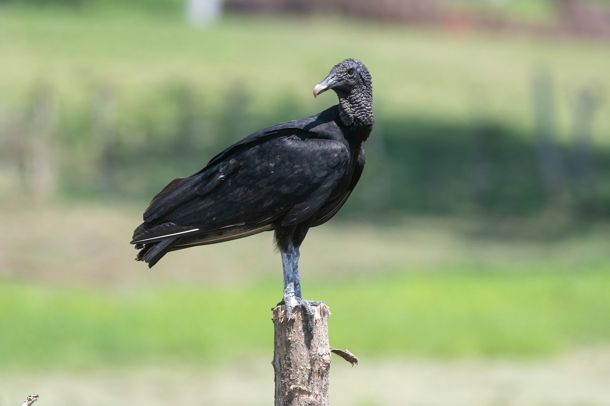Black Vulture - ML616322521