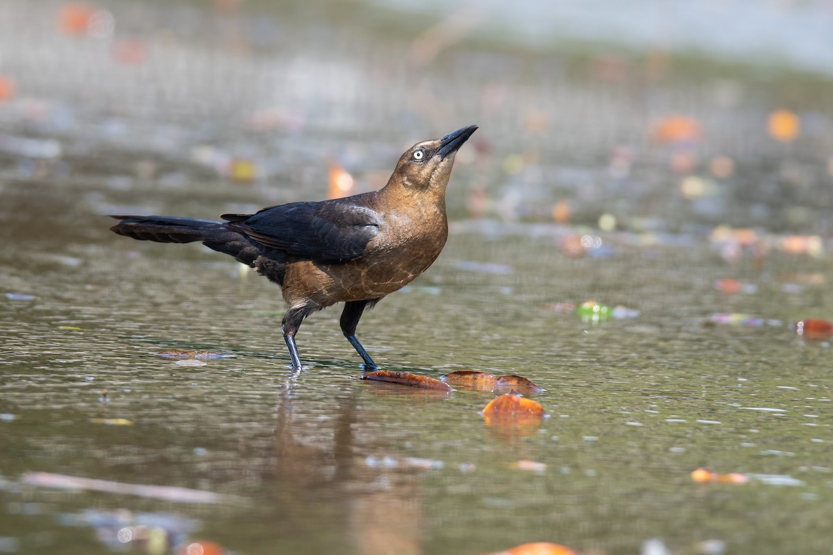 Great-tailed Grackle - ML616322528