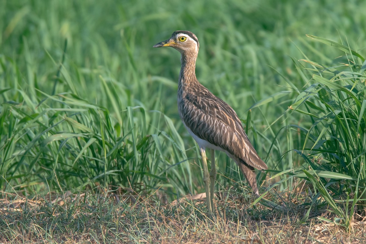 Double-striped Thick-knee - ML616322583
