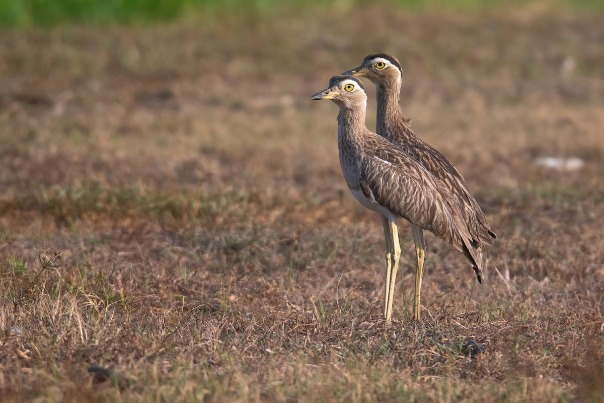 Double-striped Thick-knee - ML616322594
