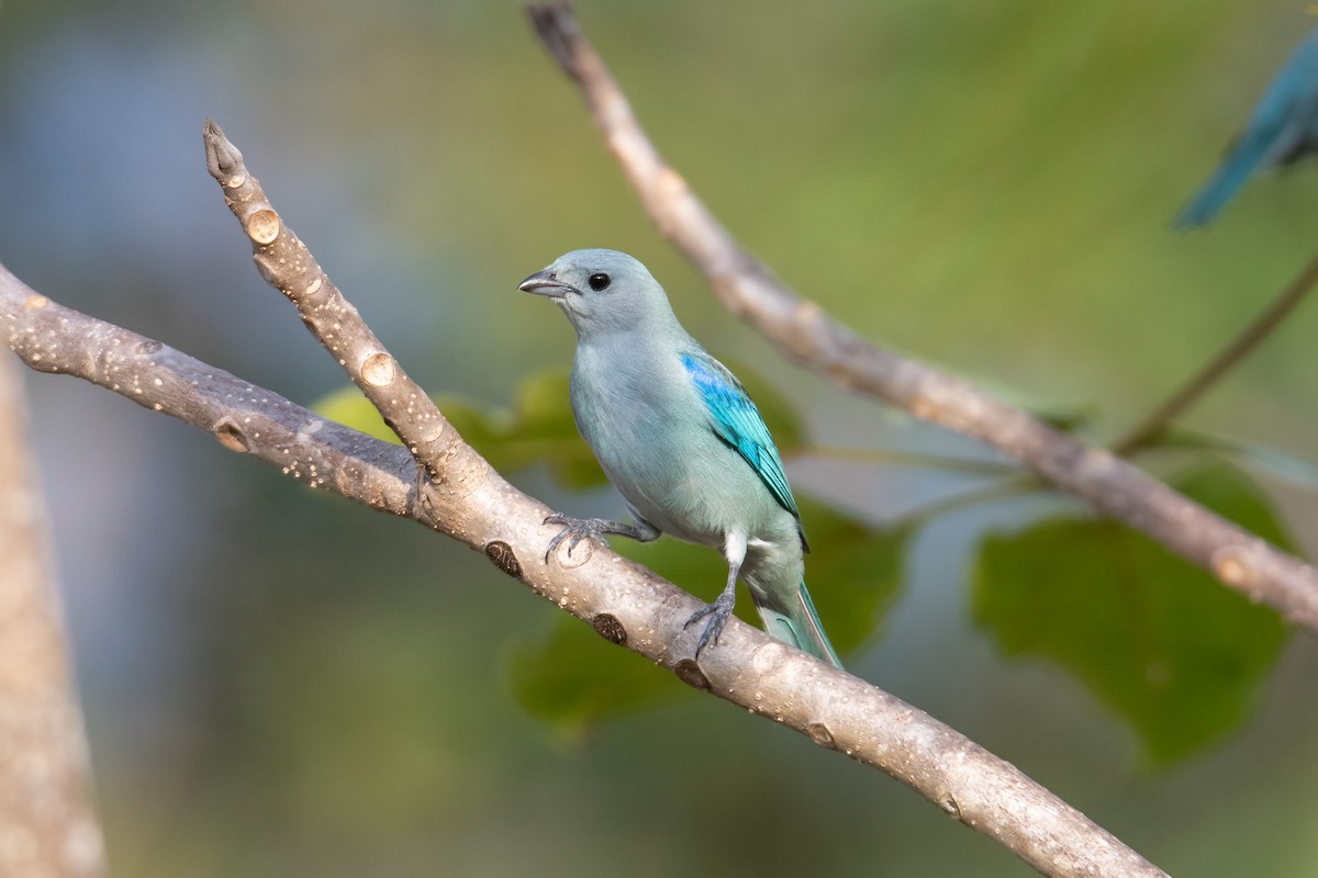 Blue-gray Tanager - ML616322621