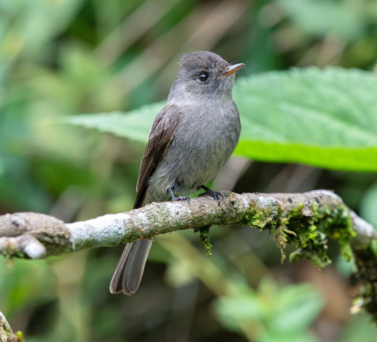 Southern Tropical Pewee - ML616322666