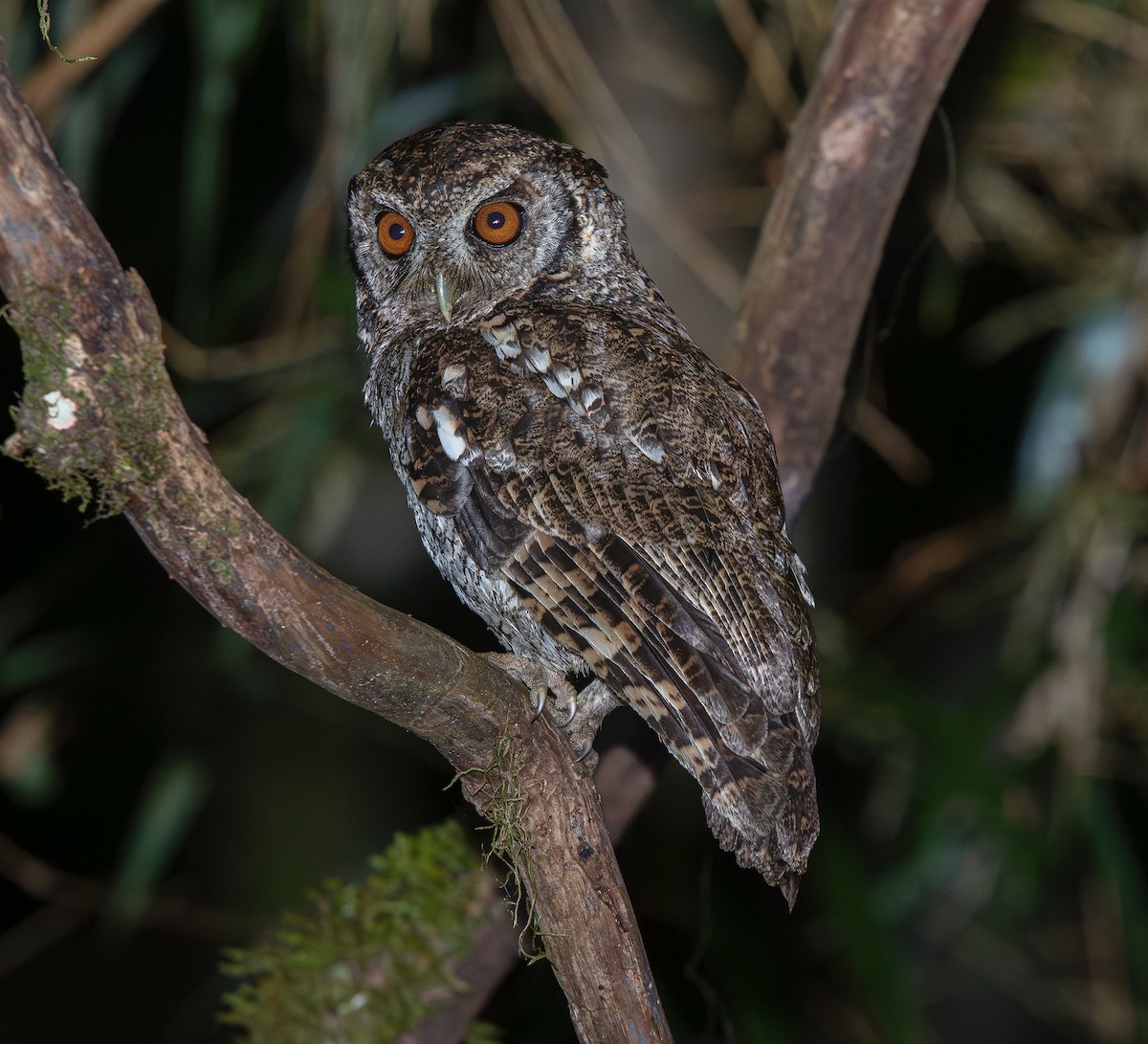 Black-capped Screech-Owl - ML616322704