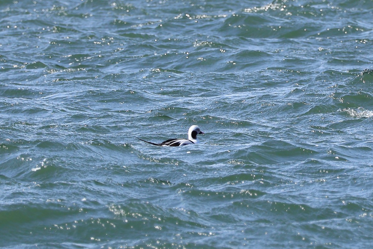 Long-tailed Duck - ML616322756