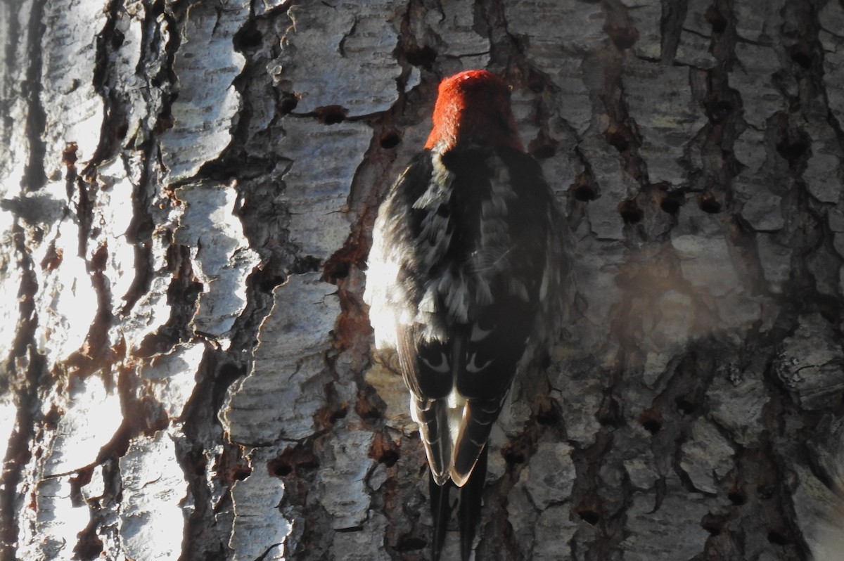 Red-breasted Sapsucker - ML616322768
