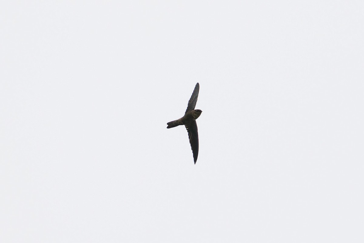 White-nest Swiftlet - ML616322823