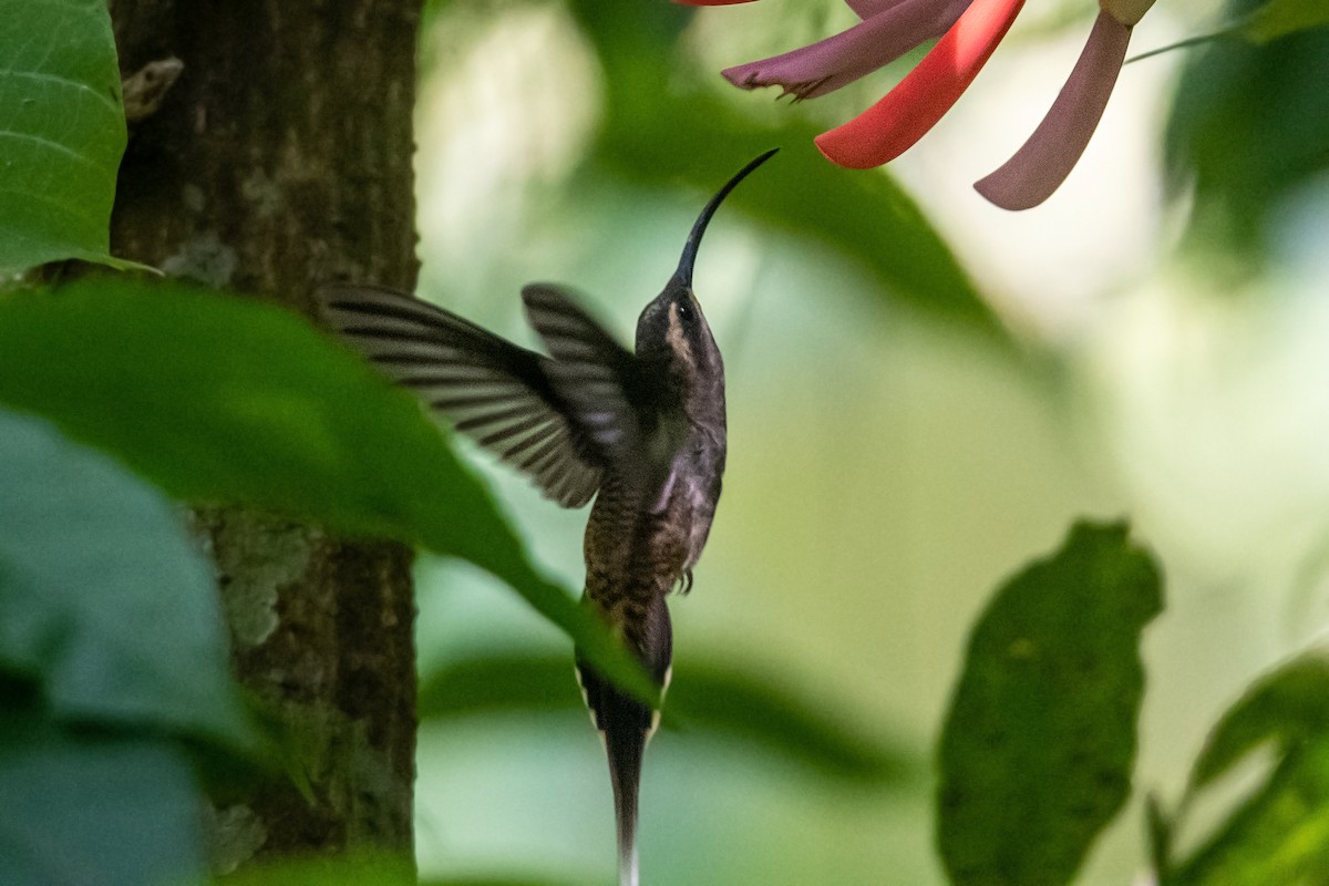 kolibřík tmavolící - ML616322881
