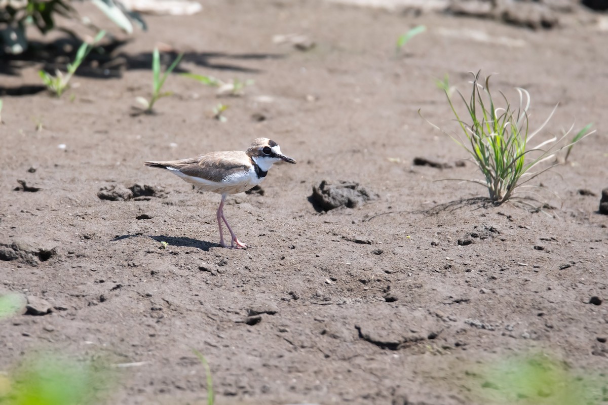 Collared Plover - ML616323047