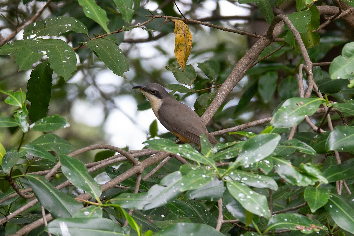 Mangrove Cuckoo - ML616323099