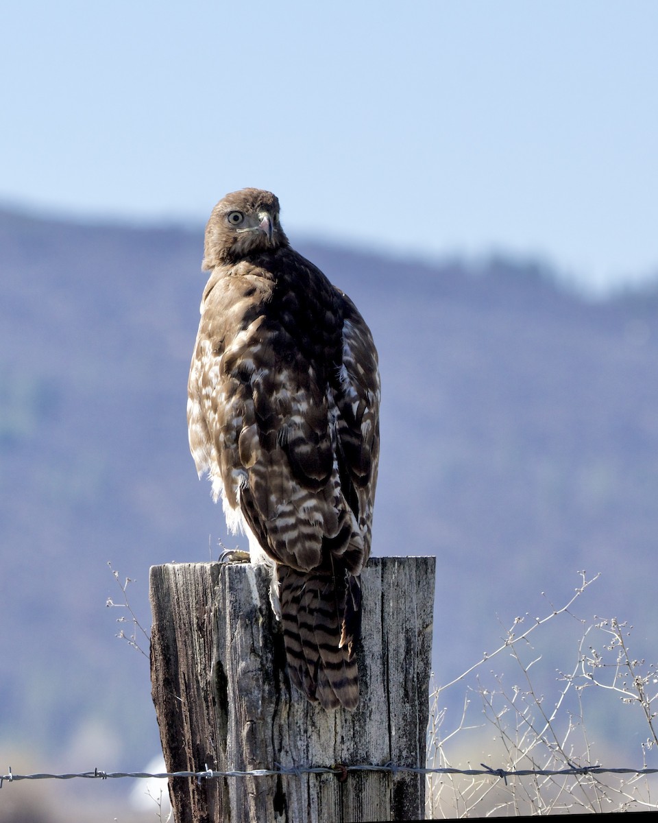 Red-tailed Hawk - ML616323191