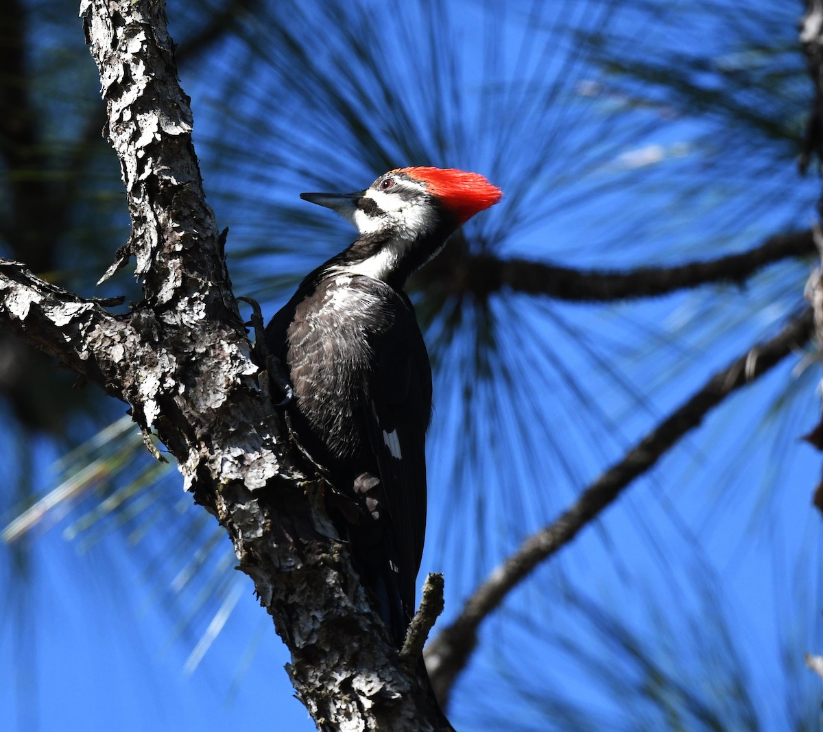 Pileated Woodpecker - ML616323303