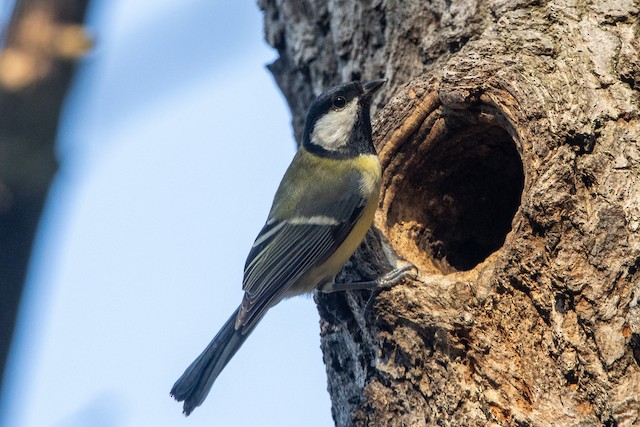 Nest in a tree cavity. - Great Tit - 