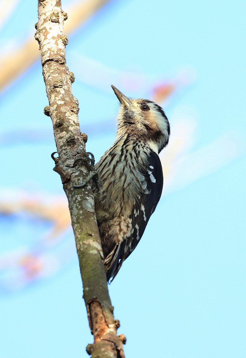 Gray-capped Pygmy Woodpecker - ML616323387