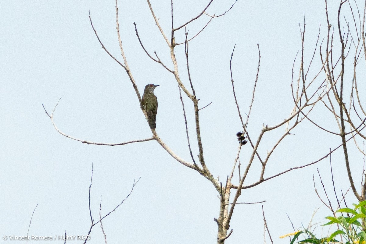 Little Bronze-Cuckoo (Gould's) - ML616323432