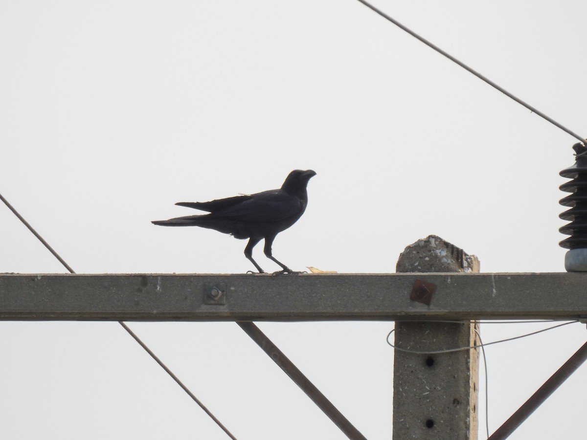Large-billed Crow - ML616323456