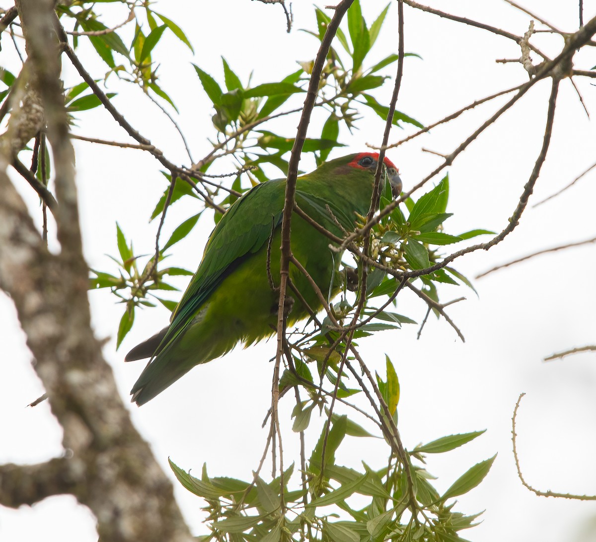 Pileated Parrot - ML616323673