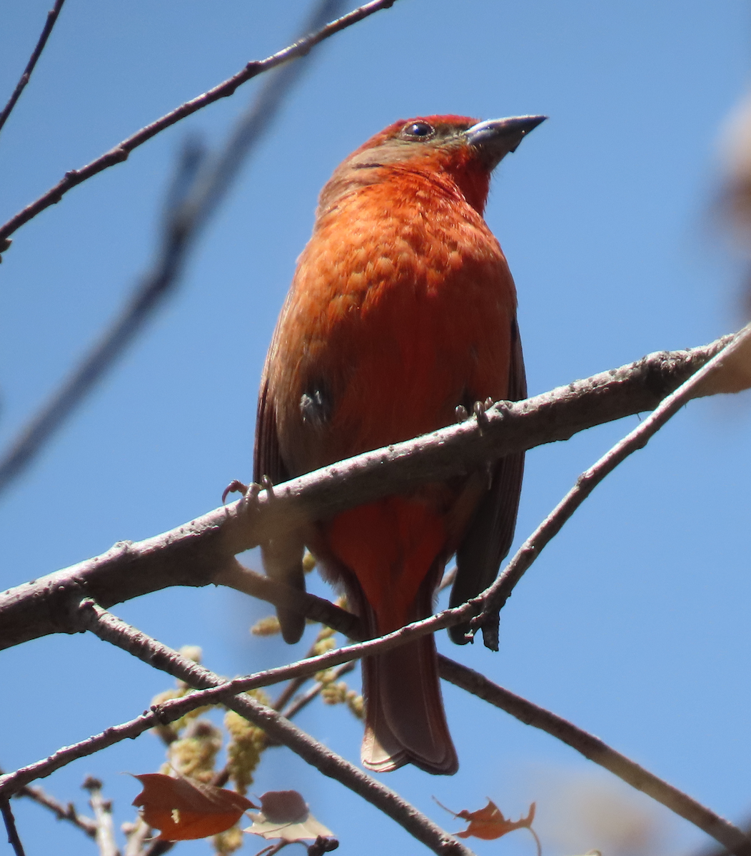 Hepatic Tanager (Northern) - Maia Ginsburg