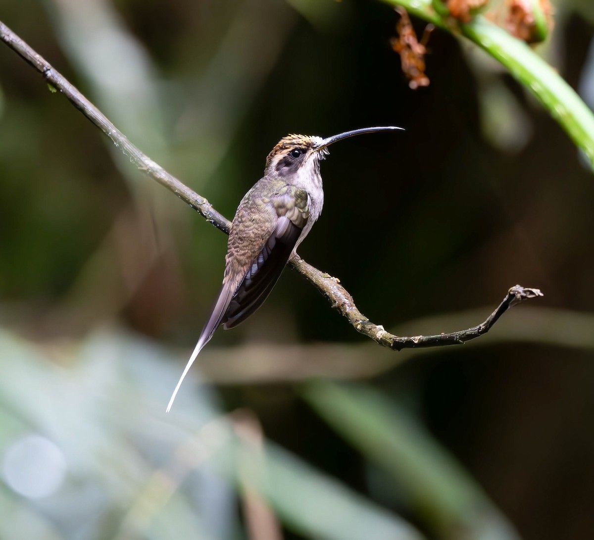Scale-throated Hermit - ML616323821