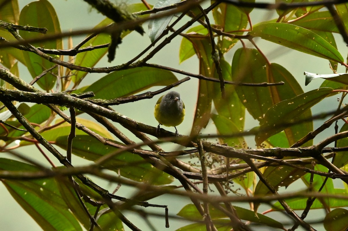 Gray-hooded Bush Tanager (rubrirostris) - Dan O'Brien