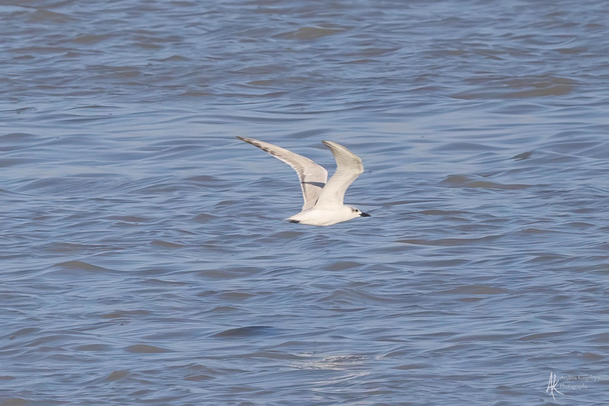 Gull-billed Tern - ML616323947