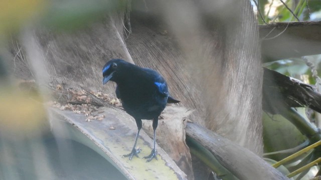 Малабарская синяя птица - ML616323956