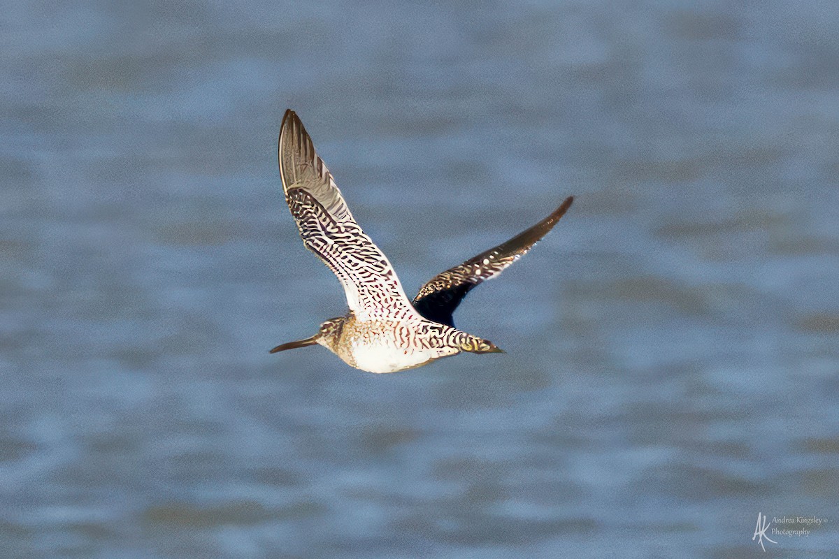 Long-billed Dowitcher - ML616323967