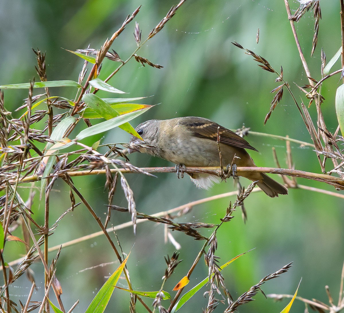 Buffy-fronted Seedeater - ML616324038