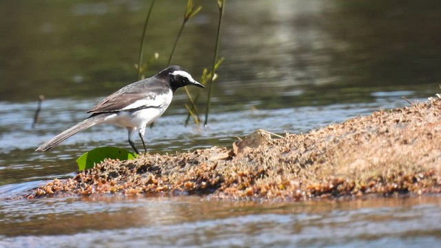 White-browed Wagtail - ML616324154