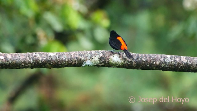 Scarlet-rumped Tanager - ML616324190