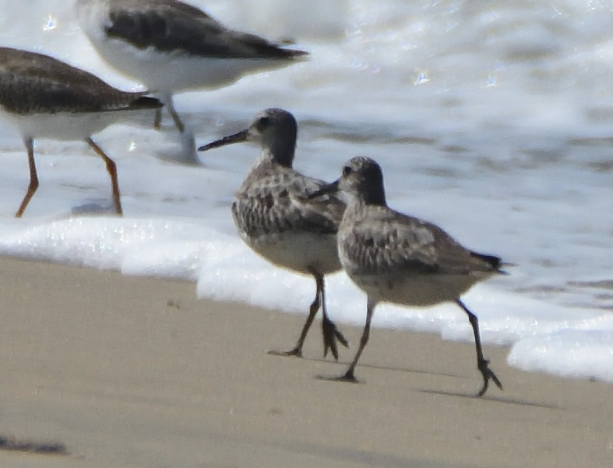 Great Knot - ML616324453