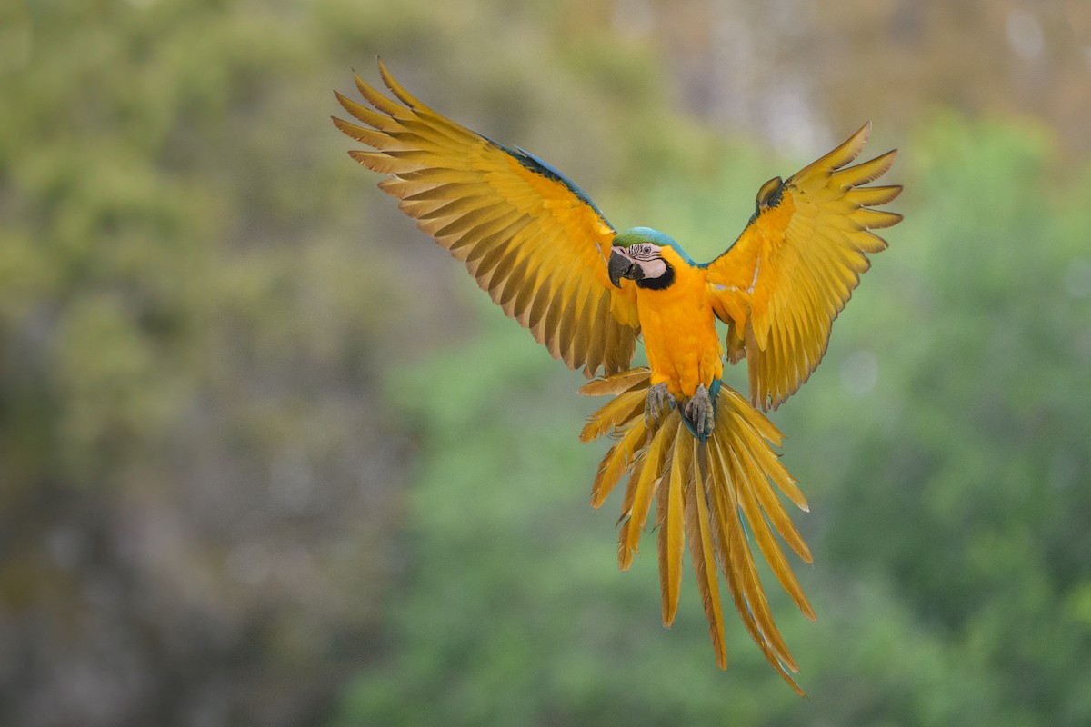 Blue-and-yellow Macaw - ML616324515