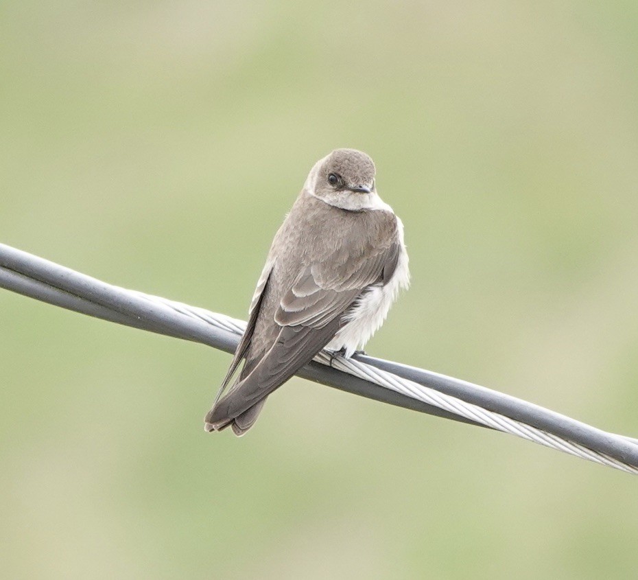 Northern Rough-winged Swallow - ML616324553