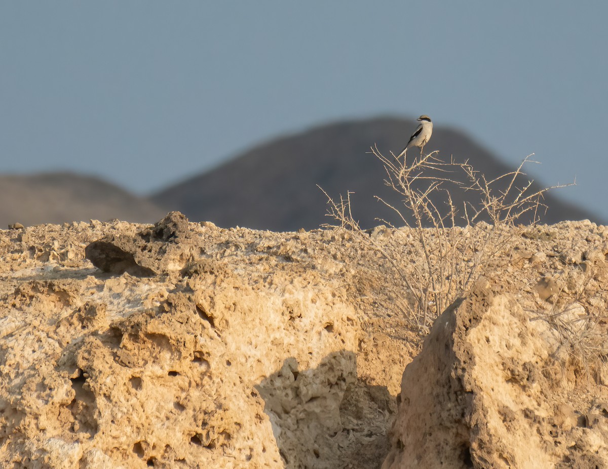 Great Gray Shrike (Arabian) - ML616324658