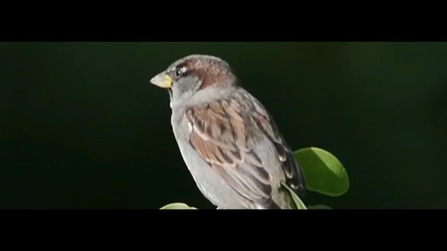 Eurasian Tree Sparrow - ML616324724