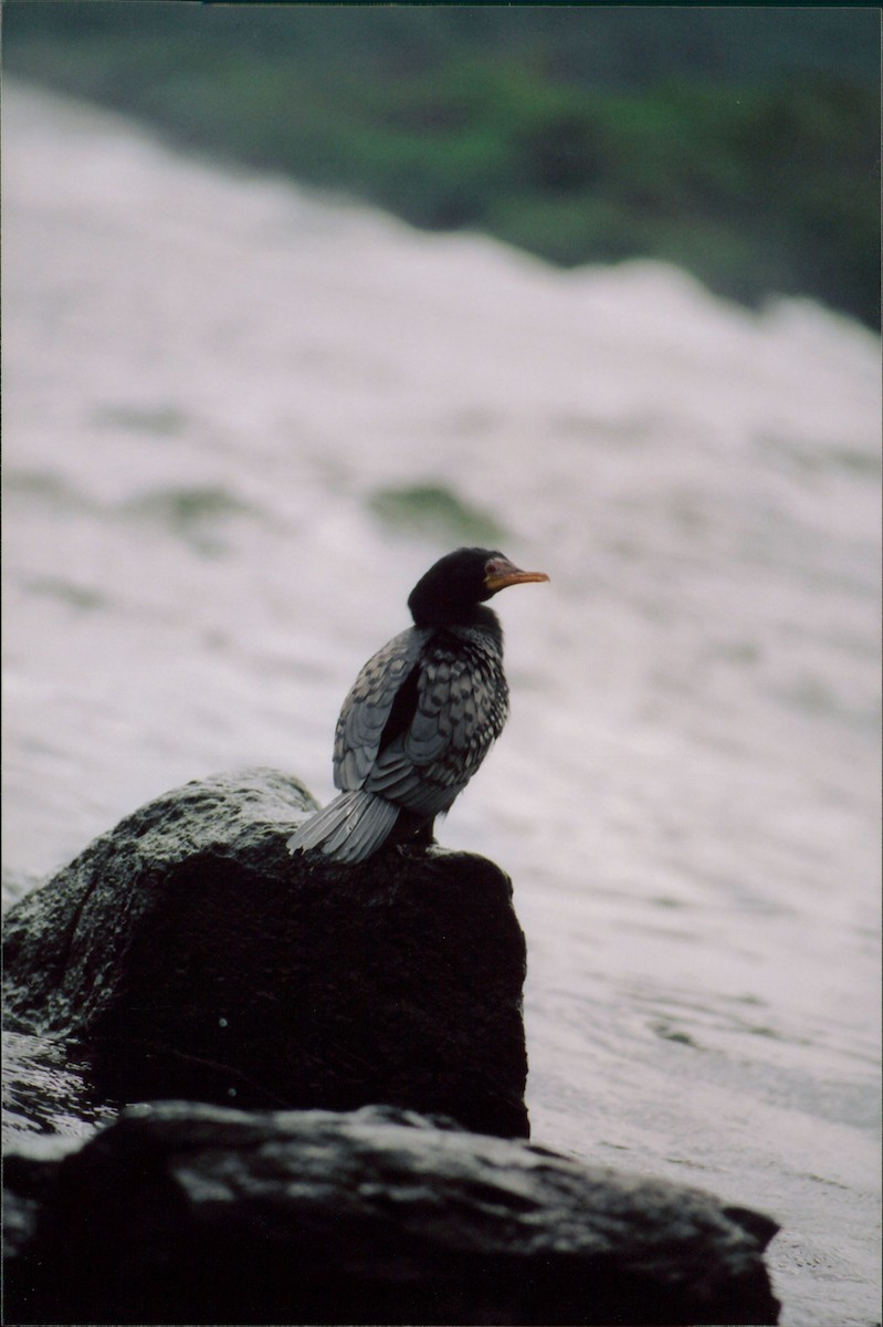 Long-tailed Cormorant - Itay Berger