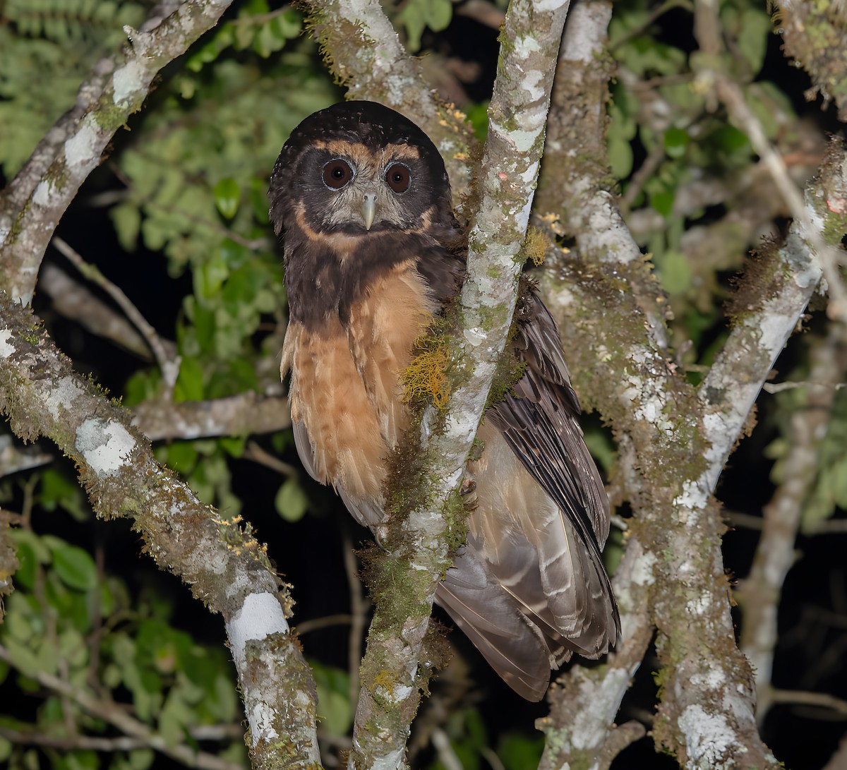 Tawny-browed Owl - ML616324767