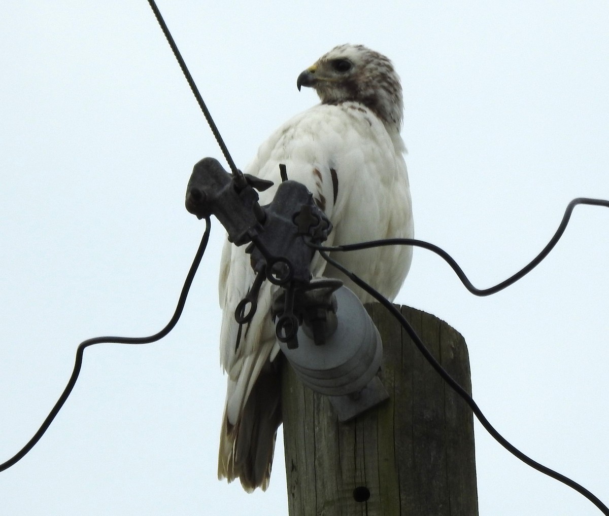 Red-tailed Hawk - ML616324942
