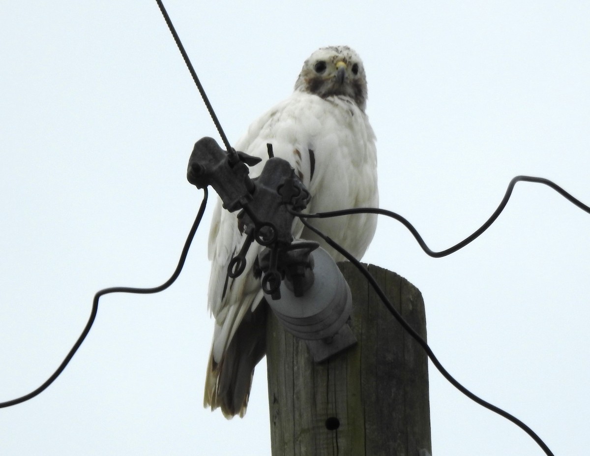 Red-tailed Hawk - ML616324943