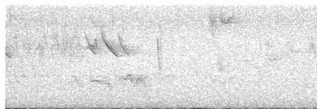 Large-tailed Antshrike - ML616324960