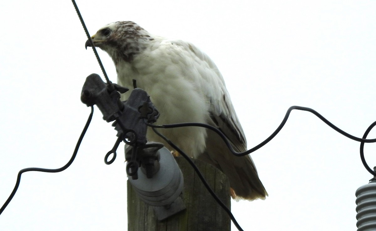 Red-tailed Hawk - ML616324961